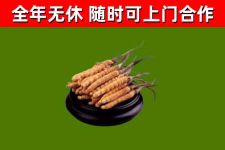 全州县回收冬虫夏草