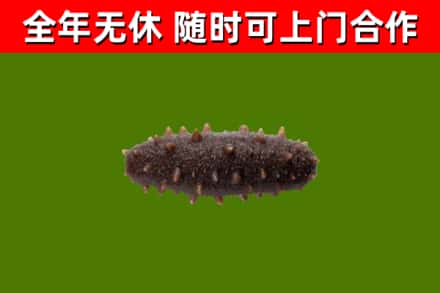 全州县回收海参干
